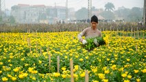 Các vựa hoa đều sẵn sàng mừng xuân Tân Sửu.