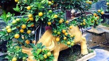 Một chậu quất trâu vàng tài lộc.