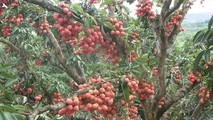 Huyện Thanh Hà: Vẻ đẹp “miền Tây” thu nhỏ của Hải Dương