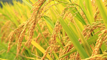 Cúi đầu là bông lúa, Ngẩng đầu là cỏ dại (Thành ngữ).