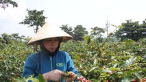 Cây cà phê cho giá trị kinh tế cao được huyện Hướng Hóa đầu tư phát triển.