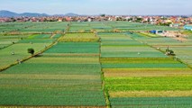 Những cánh đồng bát ngát hứa hẹn vụ mùa bội thu ở Quỳnh Lưu.