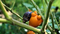 Độc đáo loại quả 'may mắn, chỉ ngắm không ăn' ở miền Tây