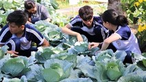 'Đóa hồng xanh' khổng lồ và khu vườn nhỏ của thầy trò vùng xa