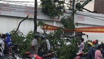 HĐND thành phố Cần Thơ 'nóng' vấn đề cây xanh