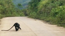 Cá thể Voọc gáy trắng thường xuyên xuống đường liên thôn và đường Hồ Chí Minh nhánh Tây rượt đuổi người dân.