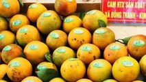 Giới thiệu cam và nông sản Hưng Yên tới người tiêu dùng thủ đô