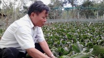 Ông Chừ tự nuôi bèo làm thức ăn cho gà.