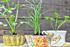 Những tách trà cũ để tạo nên những khu vườn mini đẹp bất ngờ.