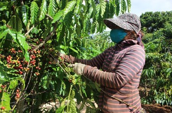 Nông dân cẩn trọng với giá cà phê tăng cao