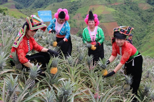 Nhiều mô hình sản xuất nông nghiệp theo hướng kinh tế tập thể đang mang lại hiệu quả kinh tế cao.