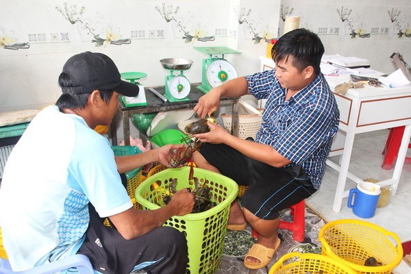 Cà Mau đẩy mạnh sản xuất phát triển ngành hàng cua