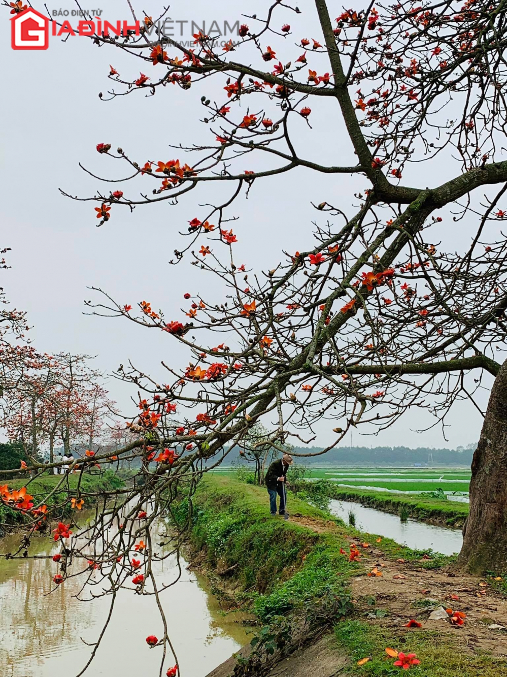 Binh yen mua hoa gao thang 3 Giadinhvietnam 1