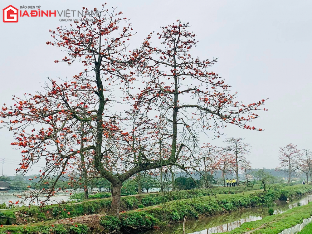 Binh yen mua hoa gao thang 3 Giadinhvietnam 3