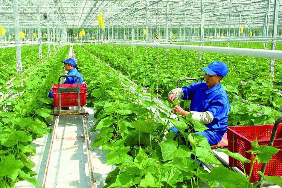 Bổ sung chính sách tín dụng ưu đãi cho nông nghiệp hữu cơ, kinh tế tuần hoàn