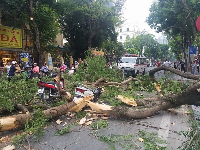 Cây xanh đổ, gãy do mưa bão đè trúng ô tô: Ai sẽ chịu trách nhiệm bồi thường?