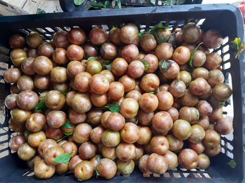 Lừa bán đặc sản Sa Pa, dân Việt ăn hết 3.000 tấn mận Tàu