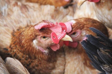 Dân Việt ăn sang: Lợn tẩm bổ thuốc bắc, cà chua bón trứng sữa Dân Việt ăn sang: Lợn tẩm bổ thuốc bắc, cà chua bón trứng sữa