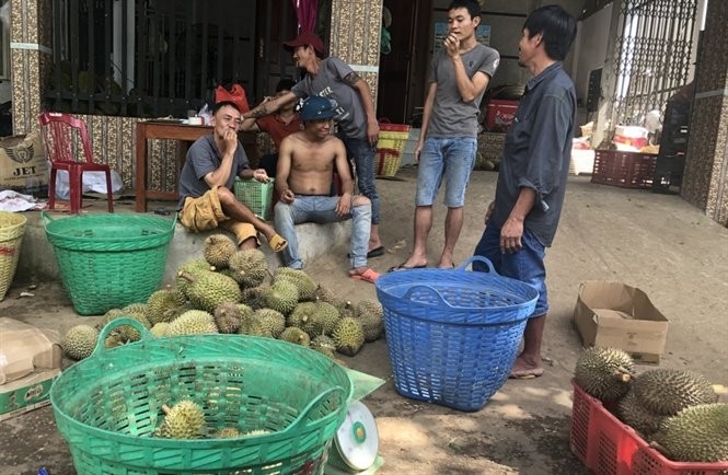 Hạt sầu riêng lên cơn sốt: Lời đồn có thế lực phá hoại? Hạt sầu riêng lên cơn sốt: Lời đồn có thế lực phá hoại?