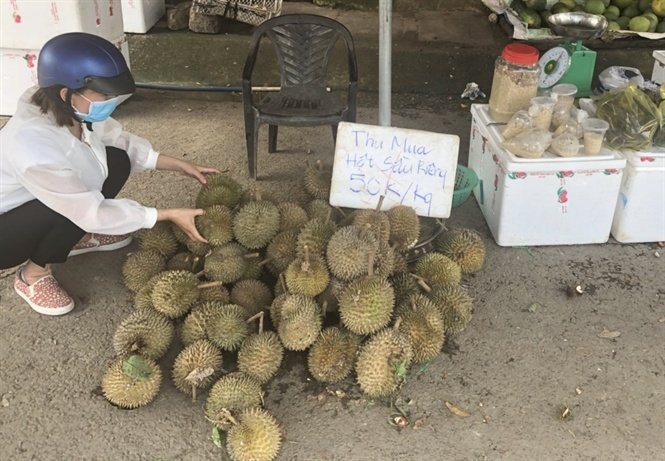 Hạt sầu riêng lên cơn sốt: Lời đồn có thế lực phá hoại? Hạt sầu riêng lên cơn sốt: Lời đồn có thế lực phá hoại?