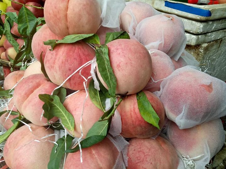 {title} Sự thật đào tiên khổng lồ mới xuất hiện: 1kg/quả, giá chỉ 10.000 đồng