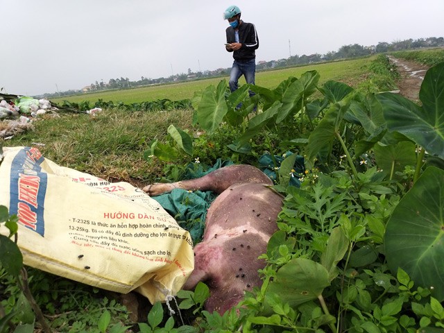 Nhiều tỉnh cố tình giấu, dịch lở mồm long móng bùng phát hình ảnh 4 nhieu tinh co tinh giau, dich lo mom long mong bung phat hinh anh 4