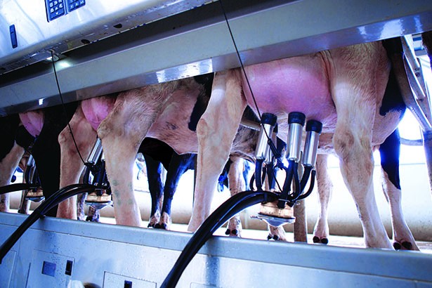 Vinamilk Hà Tĩnh - trang trại theo công nghệ hàng đầu thế giới
