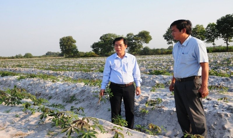Hàng trăm ha sắn ở Thừa Thiên - Huế nhiễm bệnh khảm lá