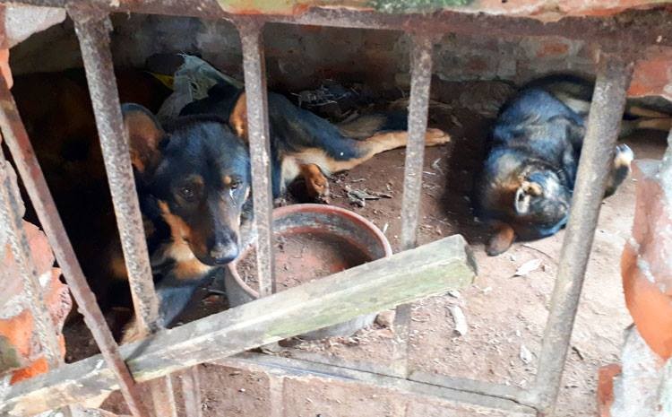 Đàn chó9 con, trong đó7 con trưởng thành được nhốt trongcũi của gia đình bà An. Ảnh: Phương Sơn