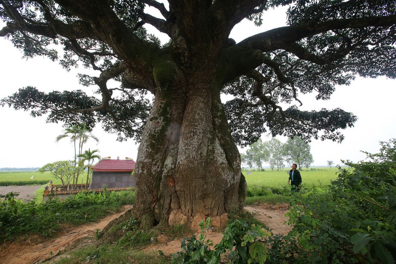 Hà Nội: Cây trôi cô đơn nghìn năm tuổi, báu vật của làng Bình Đà - 13 Hà Nội: Cây trôi cô đơn nghìn năm tuổi, báu vật của làng Bình Đà - 13