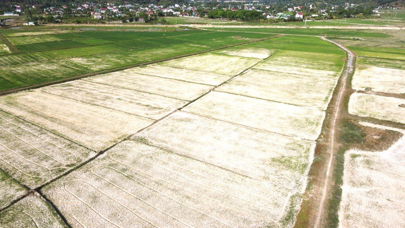 Hạn hán đe dọa hàng chục ngàn hecta cây trồng miền Trung