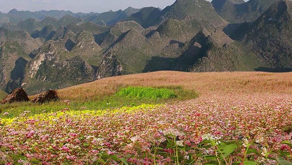 Hà Giang hút khách du lịch mùa hoa tam giác mạch