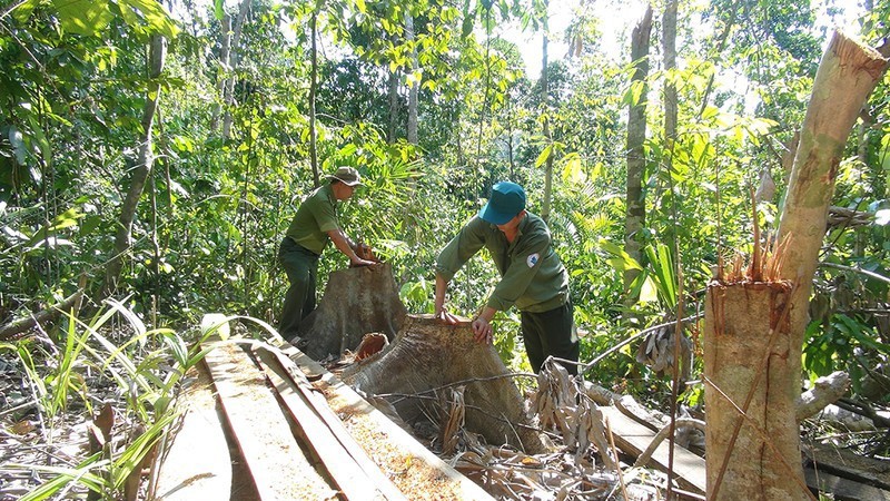 Khởi tố thêm 12 lâm tặc trong vụ phá rừng quy mô lớn ở Phú Yên #tin_tức_phú_yên 