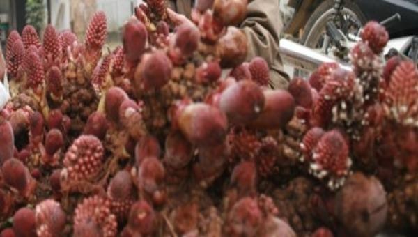 Lội suối băng ngàn săn “thần dược” hoa pi-đin 