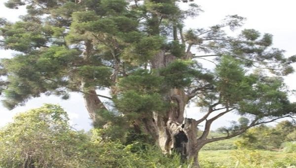Bí mật của loài cây có tiền tỷ trong tay chưa chắc được sở hữu
