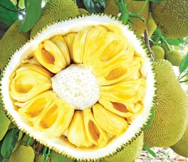 Kết quả hình ảnh cho mít