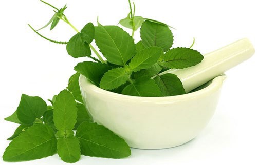Kết quả hình ảnh cho Húng quế