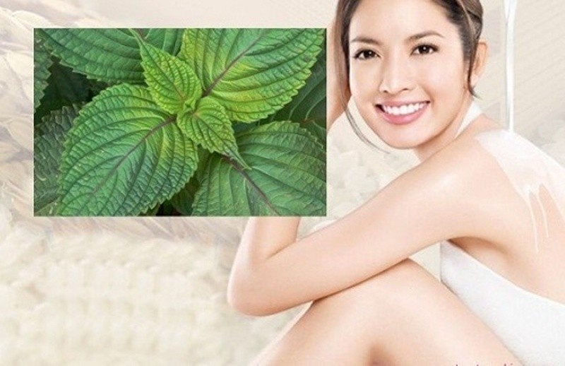Kết quả hình ảnh cho lá tía tô