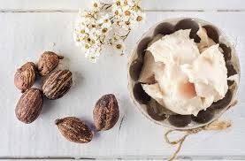 Kết quả hình ảnh cho Bơ hạt mỡ
