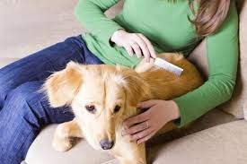 Kết quả hình ảnh cho phấn rôm Làm mới quần áo da