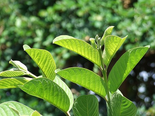 Kết quả hình ảnh cho LÁ ổi