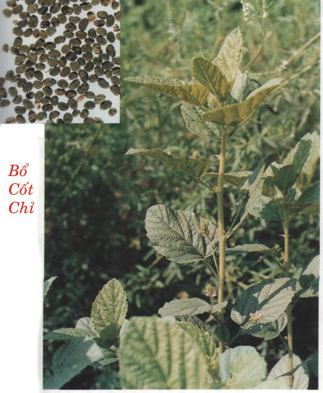 Bổ cốt chỉ