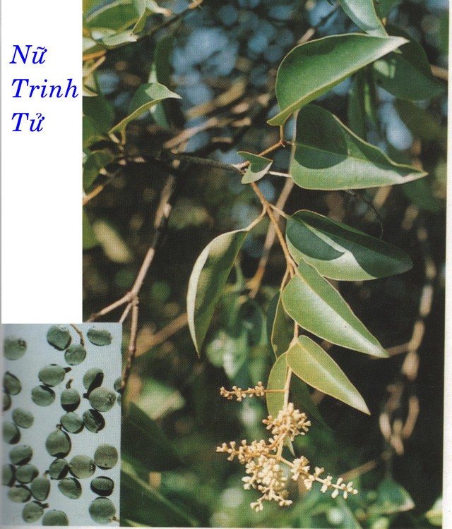 Nữ trinh tử
