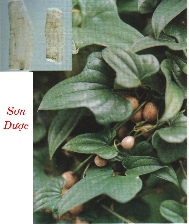 Sơn dược