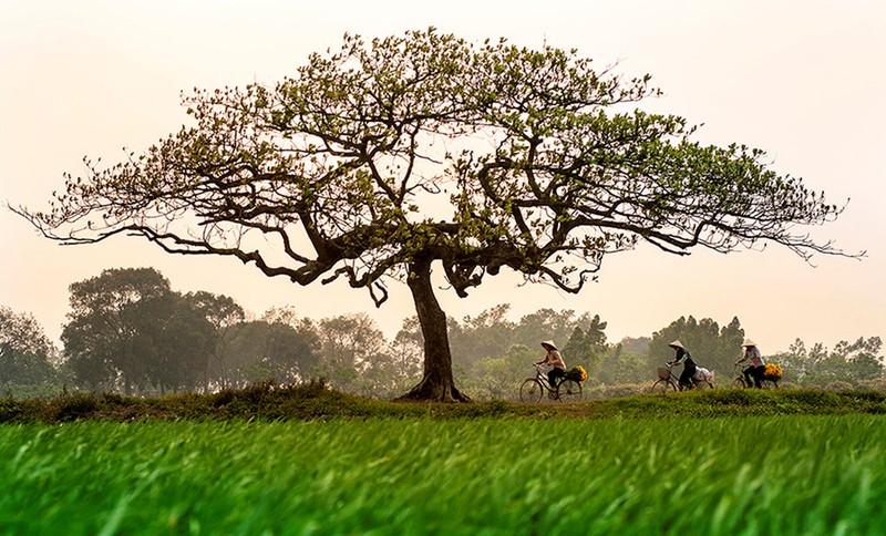 Nhung goc nho tuyet dep cua Ha Noi hinh anh 2