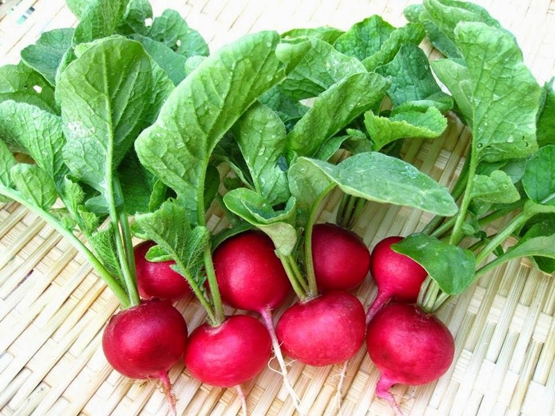 Kết quả hình ảnh cho Củ cải đỏ