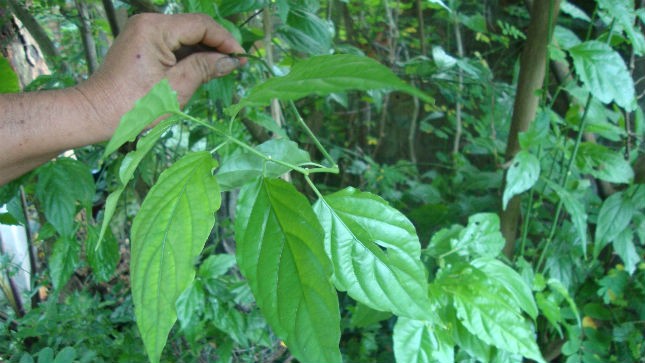 Cây cồng cộng (ngải bìm bịp)