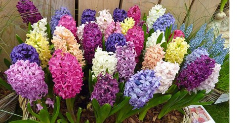 Người Hà Nội chơi Tết với "hoa lạ"