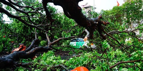 Nhiều cây cổ thụ bị lật gốc, gãy đổ trong cơn giông mạnh như bão tại Hà Nội xảy ra chiều qua 13.6 - Ảnh: Ngọc Thắng