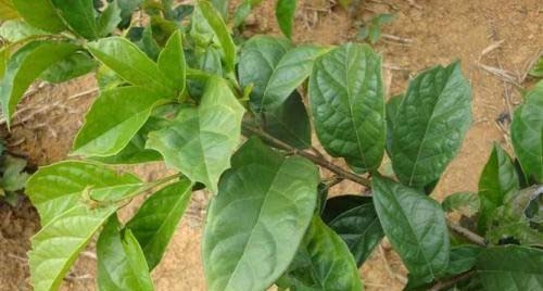 Thực hư những lời đồn "thần thánh" về cây xạ đen